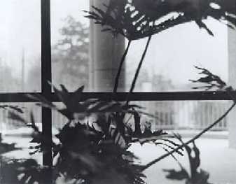 Plants by a Window